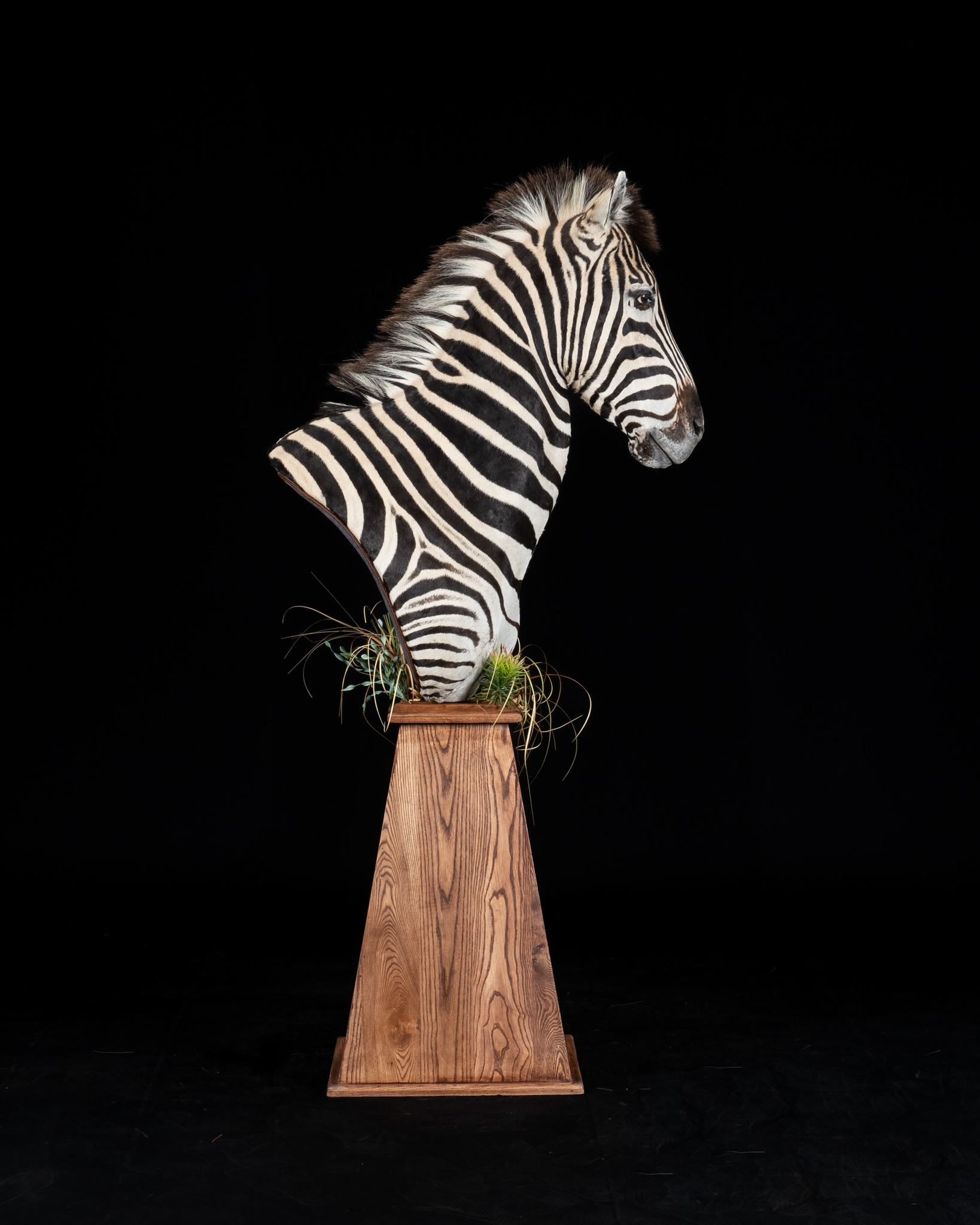 Zebra Chest Piece Pedestal