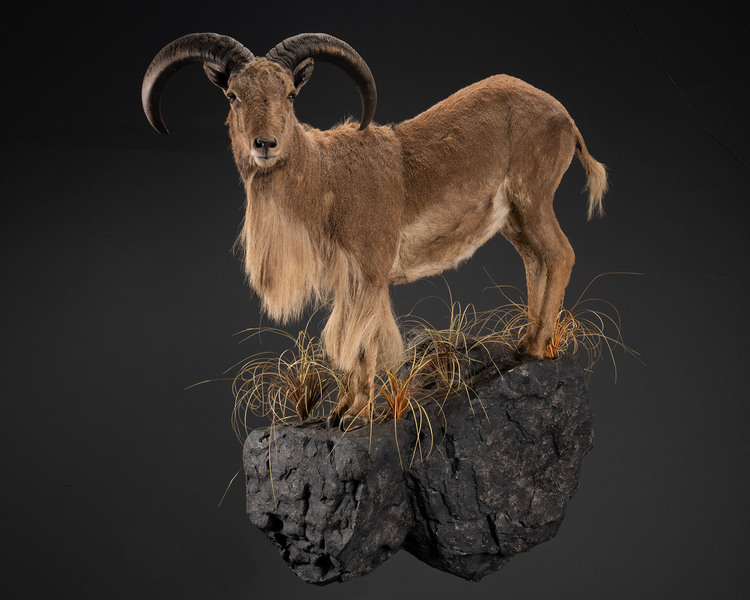 Aoudad Full Mount