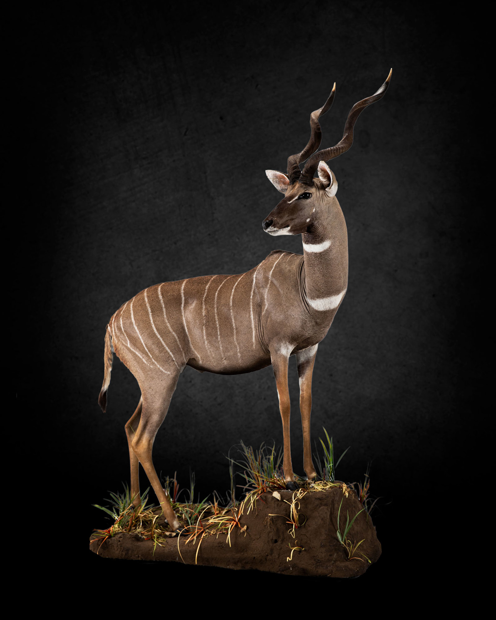 Full mount Lesser Kudu Splitting Image Taxidermy