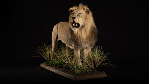 Full Mount Lion