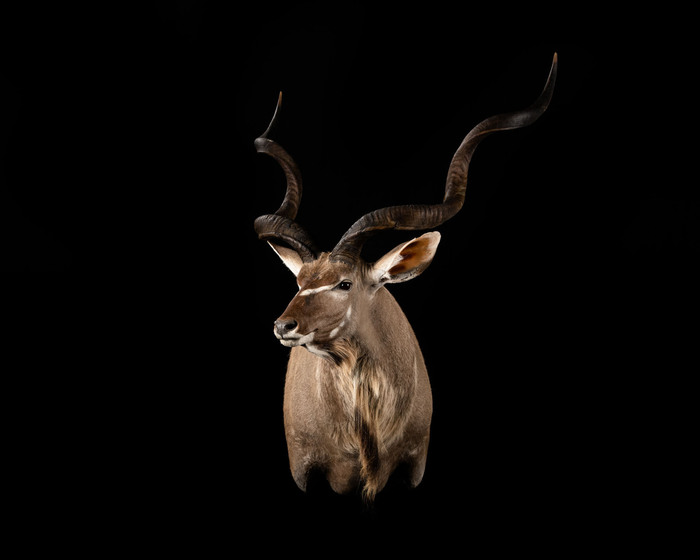 KUDU SHOULDER MOUNT