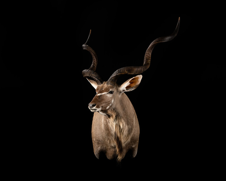 KUDU SHOULDER MOUNT