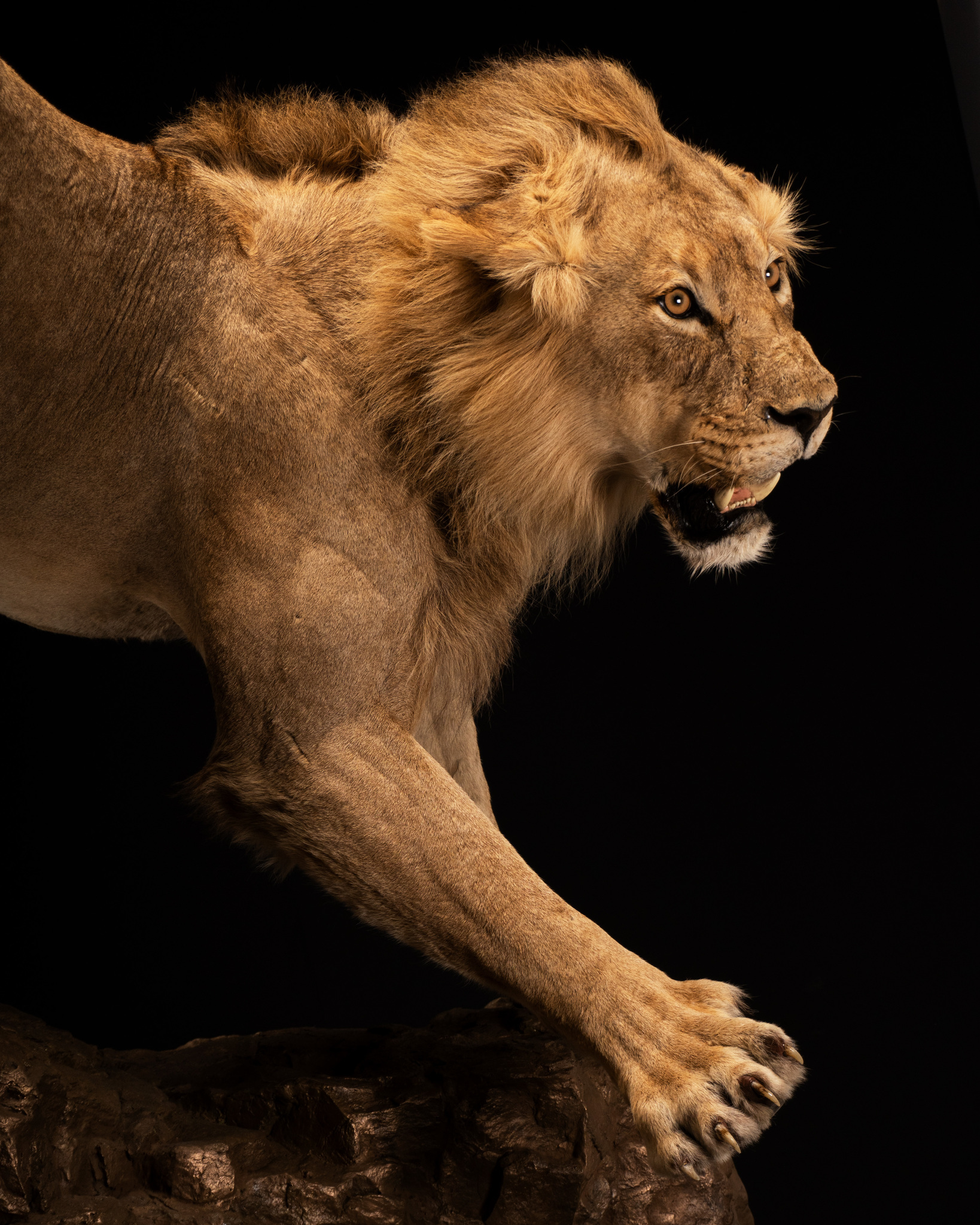 Splitting Image Taxidermy - Lion Taxidermy - Full Mount - Roar Pose