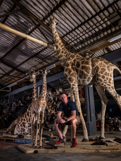 Splitting Image Taxidermy - GIRAFFE  - Full mount standing left turn. Full mount lying down