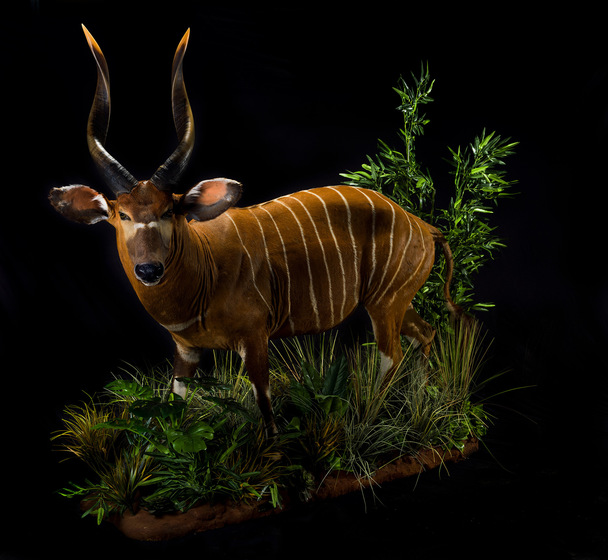 Splitting Image - Taxidermist - BONGO FULL MOUNT