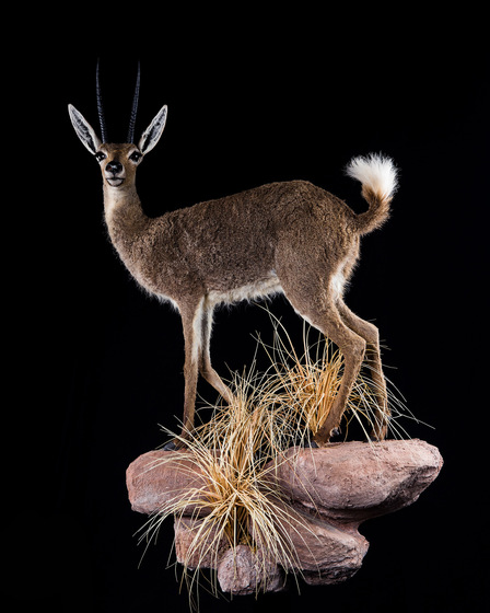 Splitting Image Taxidermy - Full mount, full left turn on wall hanging rock and habitat base